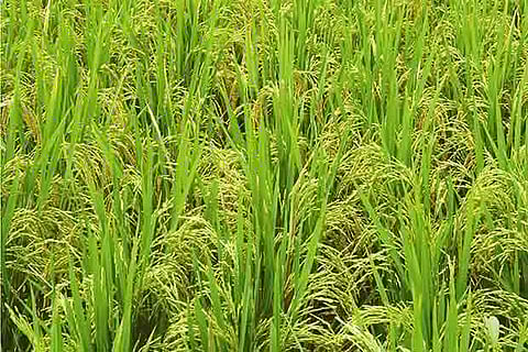 ?Rice ADT 53?, one of the new varieties, released on Monday