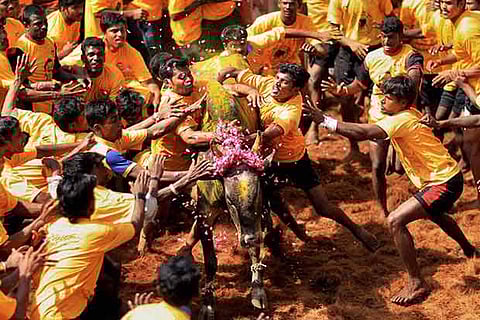 Common insurance for Jallikattu participants - Madras HC demands TN government's reply