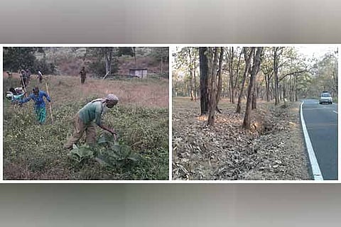 Workers clear the dry shrubs in Mudumalai Tiger Reserve; (right) The forests present  a dry look