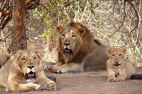 Gujarat gifts 7 lions to Uttar Pradesh