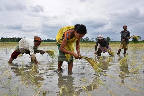 India's summer crop planting down nearly 9 pc: government