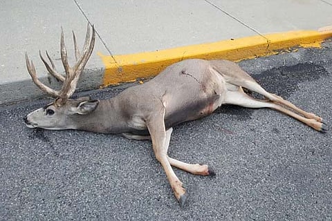 Deer found dead with bullet wounds