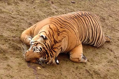 Poisoning suspected in male tiger’s death