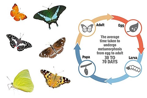 TN’s biomes aflutter with butterfly migration