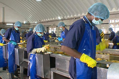 Mango pulp producers in Krishnagiri face uncertain future