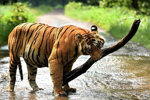 Representative image