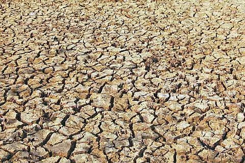 The parched land at Vannarapettai in Thanjavur district
