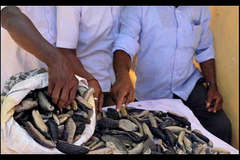 2,500 kg of sea cucumbers seized in Nagai, 2 held
