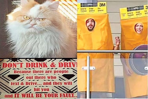 Trending in TN: Texan Louis to succeed original grumpy cat, Don't drink and drive warning drives netizens crazy, Sandpaper dress to mock Smith and Warner