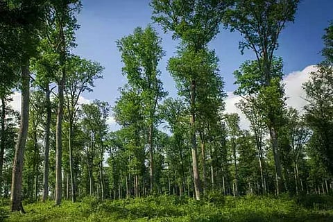 Representative image