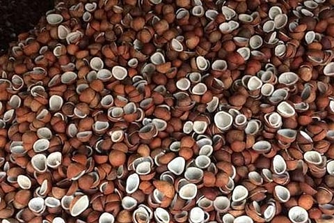 Procurement price of copra hiked by Rs 20 ﻿