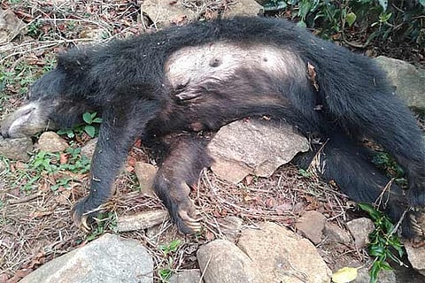 The female sloth bear that was found dead by tea estate labourers in Kotagiri on Sunday