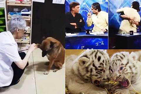 Trending in TN: Stray dog walks into pharmacy to get treated, rare white Bengal tiger cubs in Austrian zoo and Pakistan TV debate goes wrong
