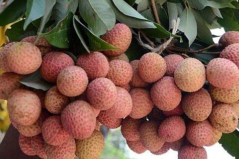 Bihar Encephalitis death link killed litchi business worth Rs 100 cr