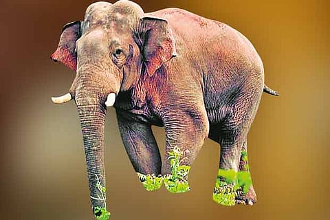 'Friendly Chinnathambi to walk out of kraal soon'