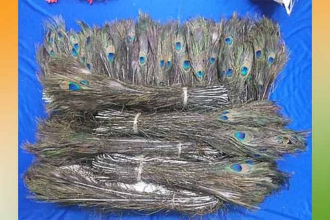 The peacock feathers were concealed inside a bundle of flowers