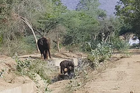 The mother jumbo looks desperately at its calf that fell into the canal in Erode district on Sunday