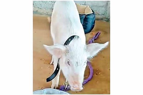 Sheldon is a Yorkshire piglet