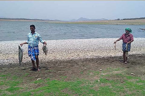 People carry off the dead fish washed ashore at Thazhayuthu, 40 km away from  Sathanur Dam on Friday