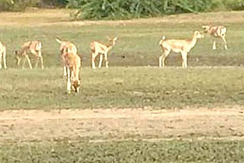 Water scarcity hits Kodiyakkarai sanctuary