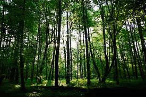 Five things you need to know about forests and UN