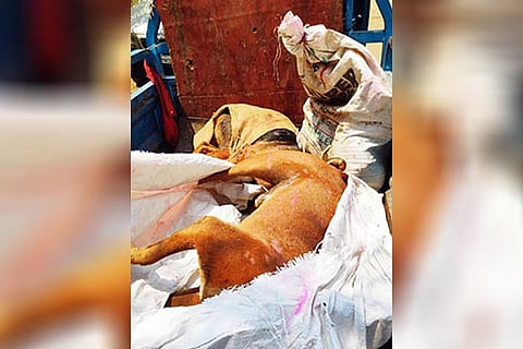 Carcasses of dogs, which died after consuming poison-laced food in Coimbatore on Sunday night