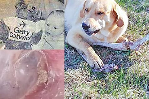 Trending in TN: Abandoned man tracks his family after 30 years, spider removed from man's ear and guard dog accepts bribe from bear