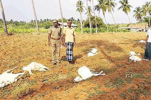 Carcass of goats that were killed by a leopard  at Vettuvanpudur on Monday