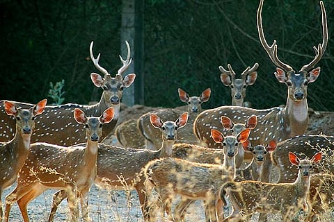 A group of deer at the Amirthi Zoo near Vellore