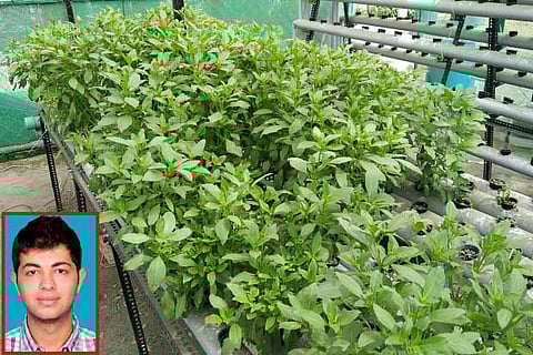 Hydroponics at Akhil?s farm; (inset) Akhil Nichani