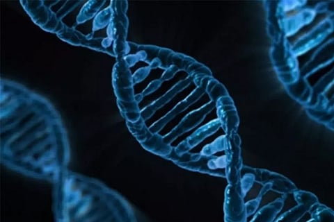 Mutations in gene linked to heart failure discovered