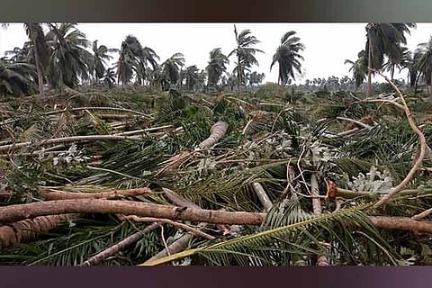 Cyclone Gaja caused largescale destruction in agricultural and coastal areas and power infrastructure