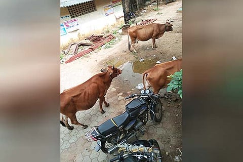 The cattle herd inside the Tangedco Assistant Engineer?s office at Chromepet