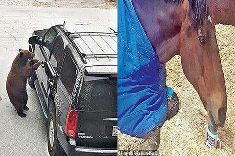 Trending in TN: Netizens wonder about smartness of the bear and a horse refuses to start its day without cup of tea