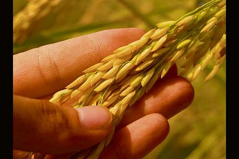 India's wettest monsoon in 25 years could lift 2020 wheat output to record