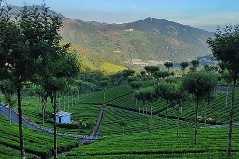 Plan your weekend: Quaint town of Kumily beckons spice and tea lovers