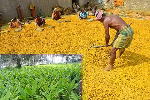 Workers involved in processing of turmeric in Erode