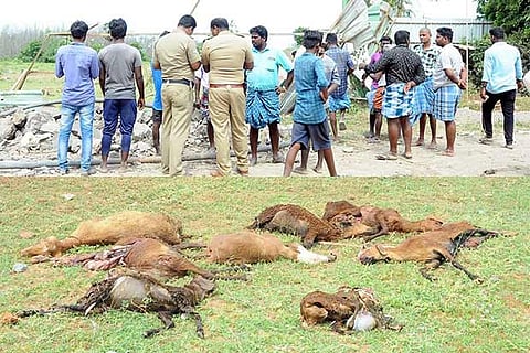 Police visiting the spot of explosion (top); the carcasses of goats