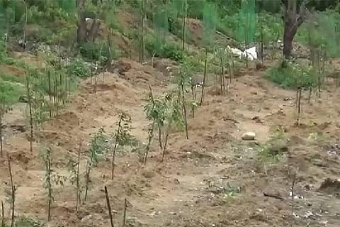 Saplings planted near Tambaram-Maduravoyal bypass