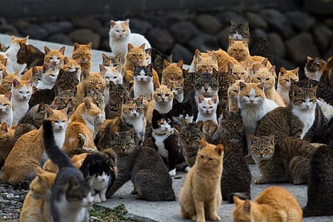 Cats can infect each other with coronavirus: Study