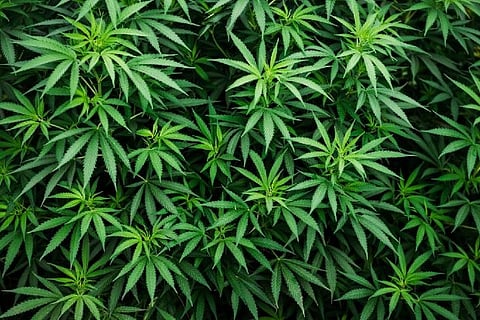Marijuana use may impair female fertility: Study