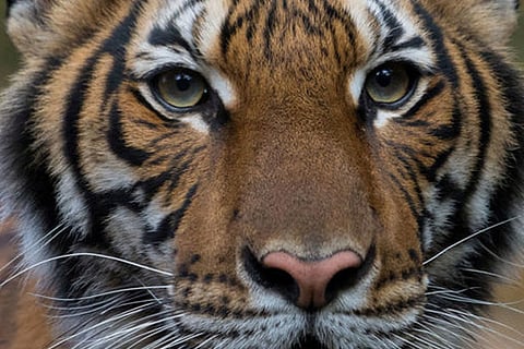 Indian zoos on high alert after tiger tests COVID-19+ in US