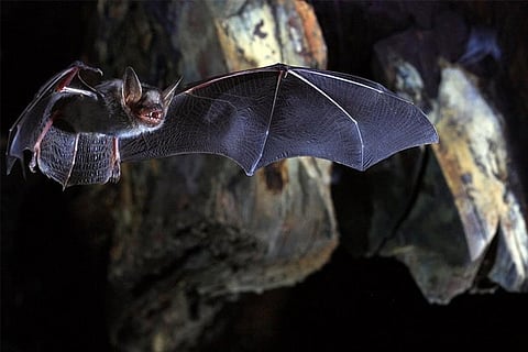 Coronavirus in bats affecting humans is rare: ICMR