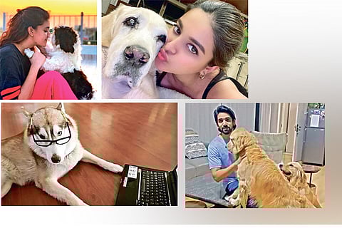 Keerthy Suresh (Top L), Nidhhi Agerwal (Top R), Pranitha Subhash?s Husky Blu (Bottom L) and  Sushant