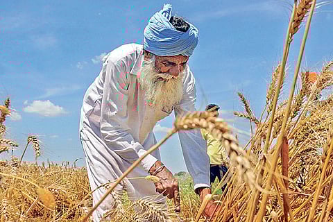 A farmer harvests wheat crop at a field during the nationwide lockdown, in Amritsar, on Sunday