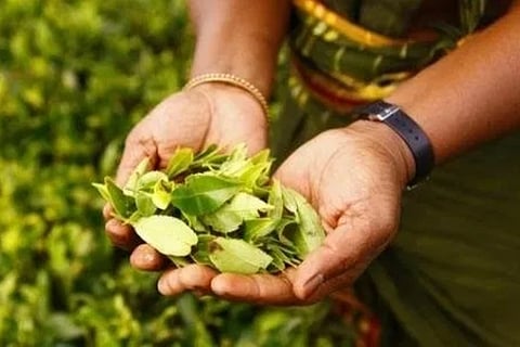 Sri Lanka's oldest tea auction now online
