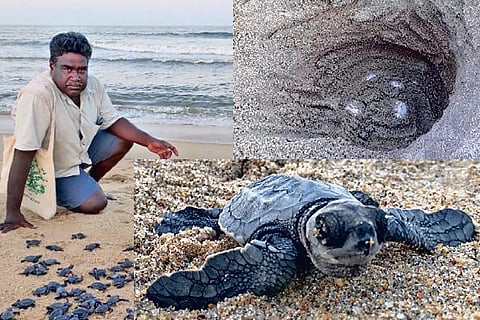 An STPF member releases hatchlings to the sea (L) Turtle eggs in a nest (top) ; a hatchling (below);