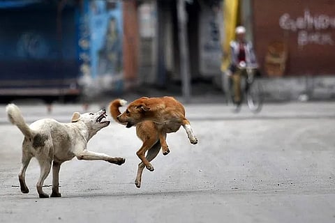 50 crows, three dogs found dead in Poompuhar triggering panic