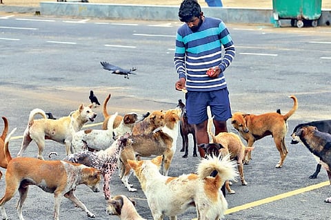 Man feeding dogs near Marina beach