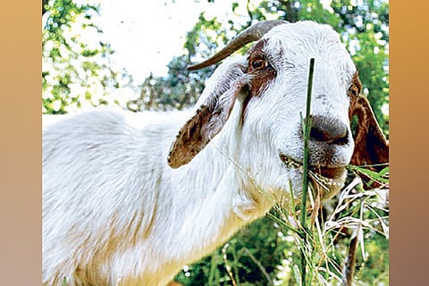 DeTect: Goat ‘arrested’ for not wearing mask in Kanpur